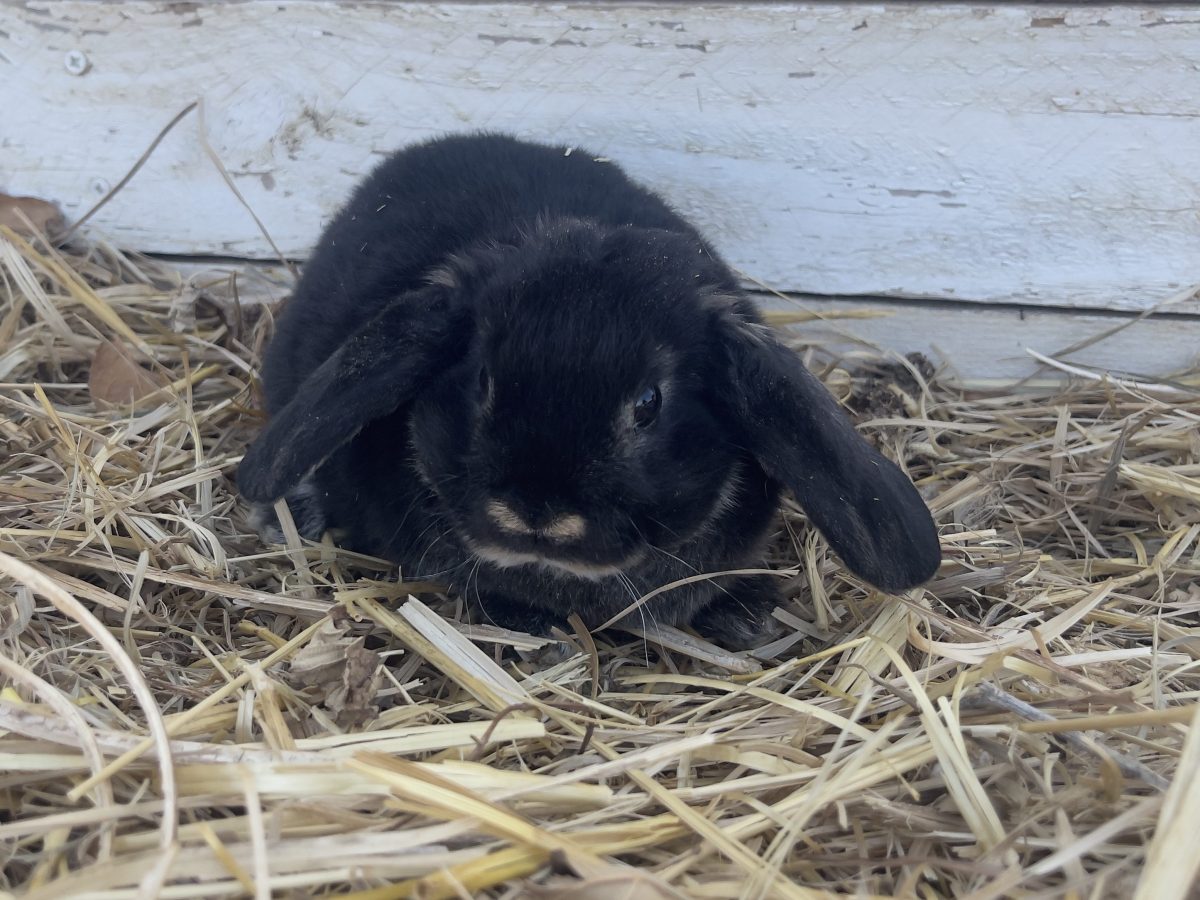 Victoria- Black Otter&nbsp;Doe