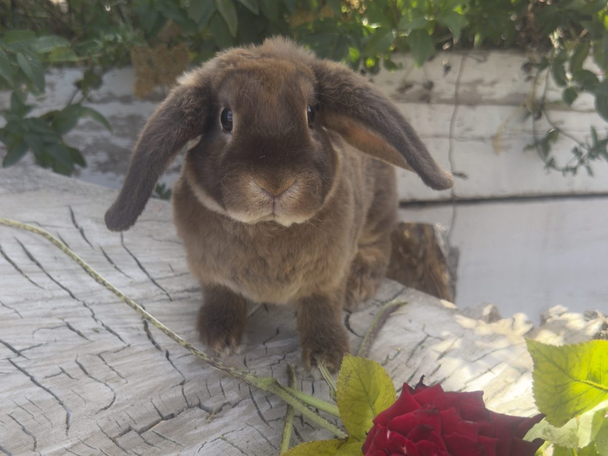 Mr Truffles –&nbsp;Buck