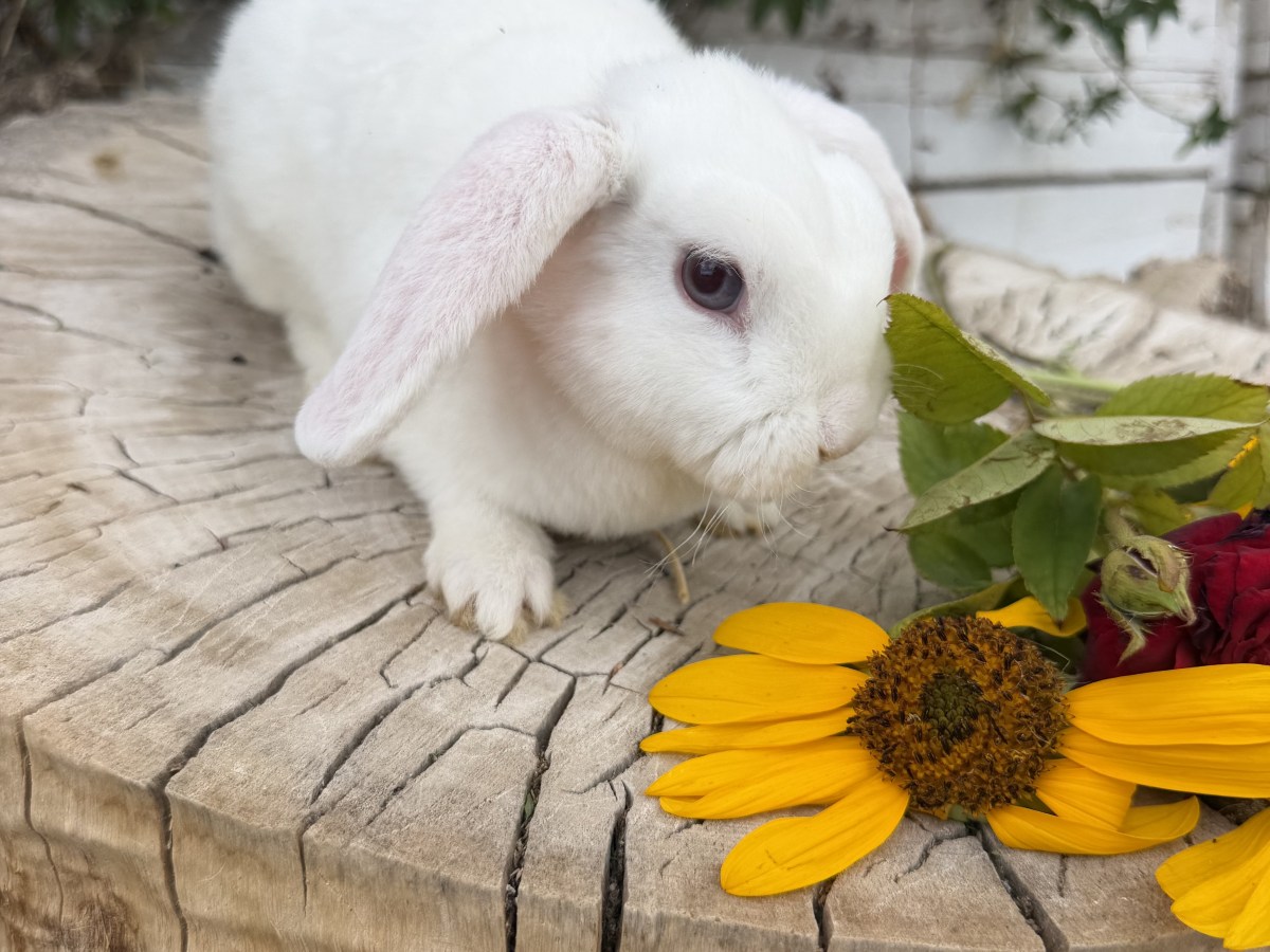 Daisy- Doe