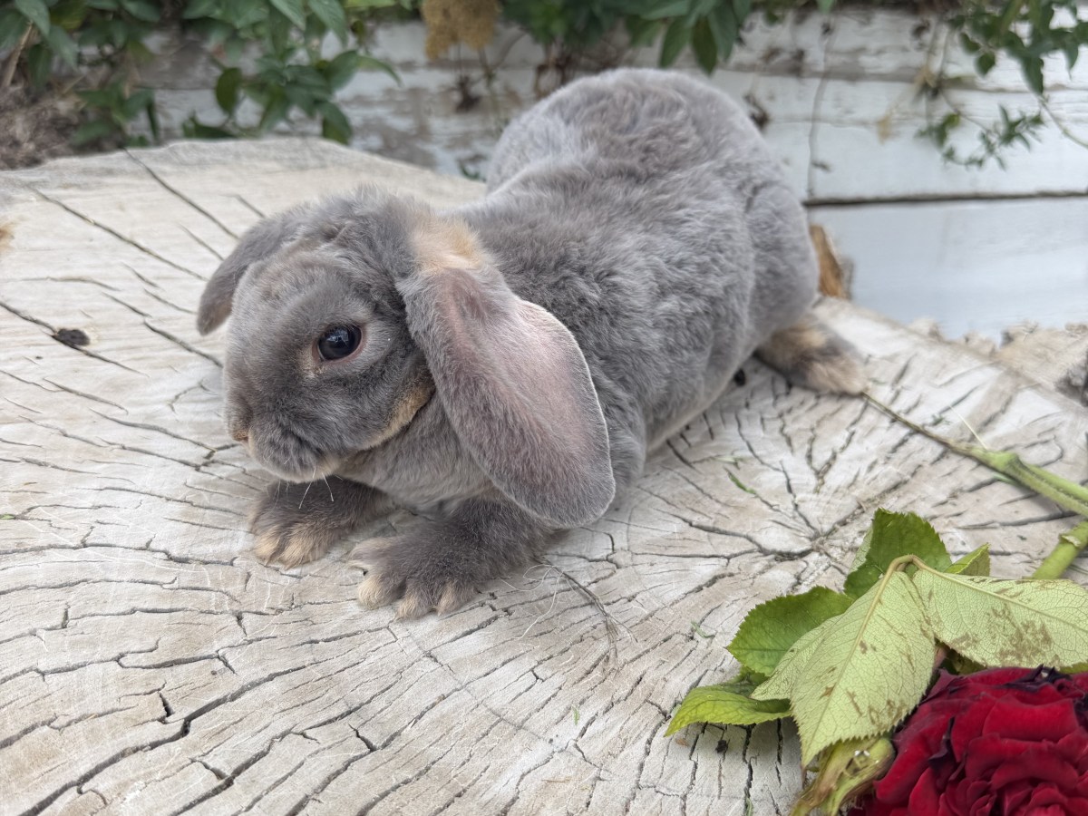 Elias – Buck-&nbsp;Reserved